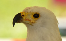 Schrei-Seeadler (4).jpg